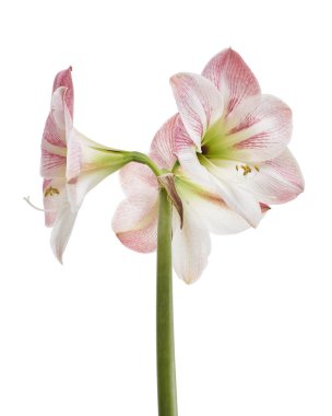 Hippeastrum veya Amaryllis çiçekleri, Pembe amaryllis çiçekler beyaz arka plan izole, kırpma yolu ile                    