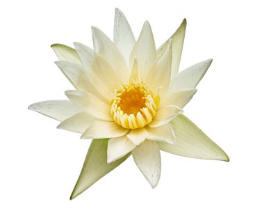 Beyaz nilüferler, çiçek açan nilüferler beyaz arka planda izole edilmiş, kırpma yolu ile                               