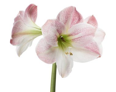 Hippeastrum veya Amaryllis çiçekleri, Pembe amaryllis çiçekler beyaz arka plan izole, kırpma yolu ile                    