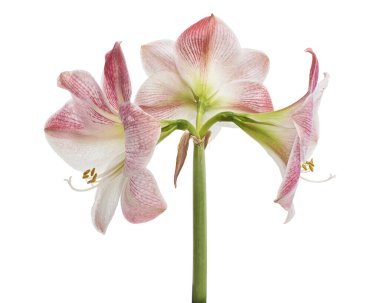 Hippeastrum veya Amaryllis çiçekleri, Pembe amaryllis çiçekler beyaz arka plan izole, kırpma yolu ile                    