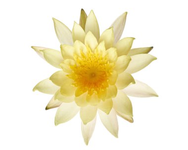 Beyaz nilüferler, çiçek açan nilüferler beyaz arka planda izole edilmiş, kırpma yolu ile                               