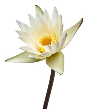 Beyaz nilüferler, çiçek açan nilüferler beyaz arka planda izole edilmiş, kırpma yolu ile                               