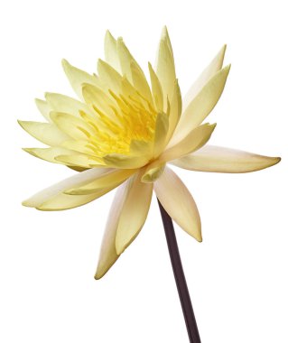 Beyaz nilüferler, çiçek açan nilüferler beyaz arka planda izole edilmiş, kırpma yolu ile                               