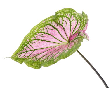 Pembe yapraklı ve yeşil damarlı Caladium bicolor, beyaz arka planda izole edilmiş pembe Caladium yaprağı, kırpma yolu 
