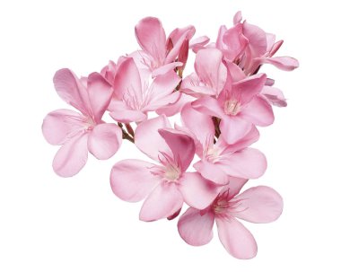 Neryum zakkum, pembe zakkum çiçekleri kesme yolu ile beyaz arka planda izole edilmiş