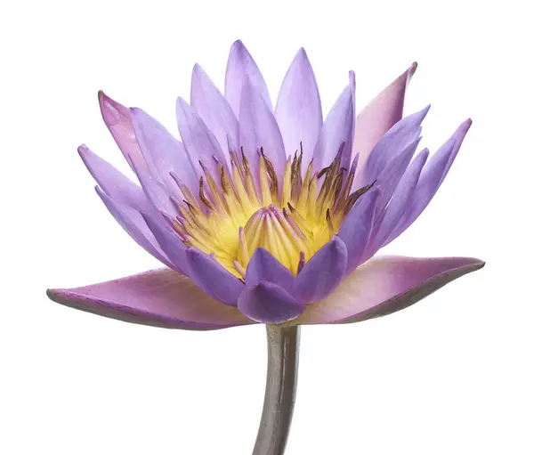 Purple water lily, Blooming water lily flower isolated on white background, with clipping path
