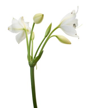 Crinum moorei çiçekleri, Natal Lily, Beyaz Lily beyaz arka planda izole edilmiş.                          