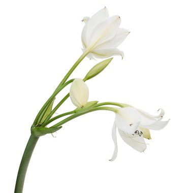 Crinum moorei çiçekleri, Natal Lily, Beyaz Lily beyaz arka planda izole edilmiş.                              