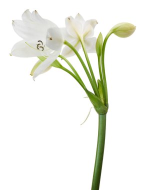 Crinum moorei çiçekleri, Natal Lily, Beyaz Lily beyaz arka planda izole edilmiş.                              