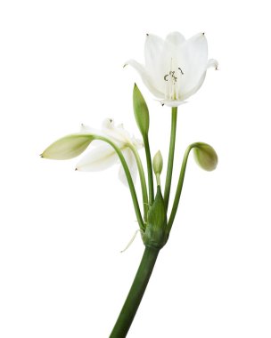 Crinum moorei çiçekleri, Natal Lily, Beyaz Lily beyaz arka planda izole edilmiş.                   