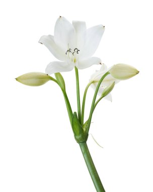 Crinum moorei çiçekleri, Natal Lily, Beyaz Lily beyaz arka planda izole edilmiş.                   