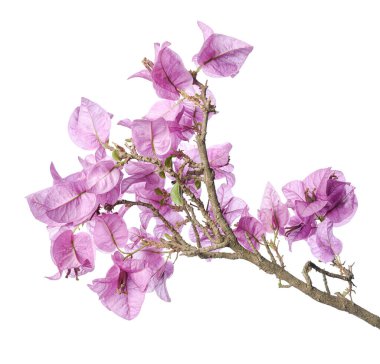 Bougainvillea çiçeği, Paperflower, Pembe Bougainvillea çiçeği beyaz arka planda izole edilmiş, kırpma yolu ile