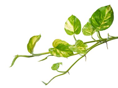 Manjula pothos bitkisi, Epipremnum aureum yaprakları, kalp şeklinde yapraklar beyaz arka planda izole, kırpma yolu ile                         