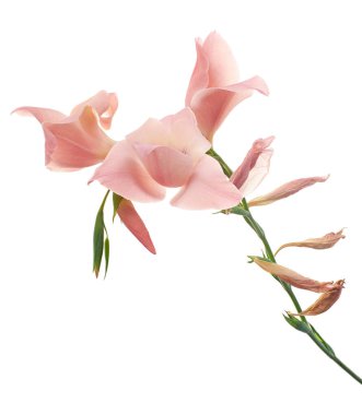 Gladiolus çiçekleri, Pembe gladiolus beyaz arka planda soyutlanmış bir dalda çiçek açıyor, kırpma yolu ile                    