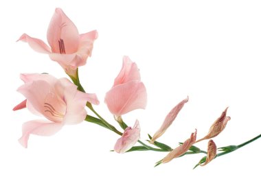 Gladiolus çiçekleri, Pembe gladiolus beyaz arka planda soyutlanmış bir dalda çiçek açıyor, kırpma yolu ile                    