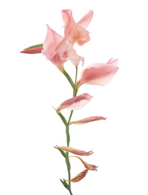 Gladiolus çiçekleri, Pembe gladiolus beyaz arka planda soyutlanmış bir dalda çiçek açıyor, kırpma yolu ile                    