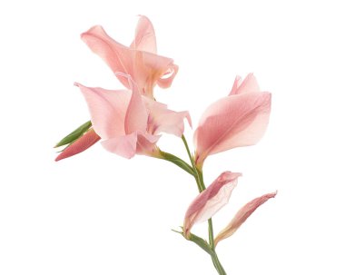 Gladiolus çiçekleri, Pembe gladiolus beyaz arka planda soyutlanmış bir dalda çiçek açıyor, kırpma yolu ile                    