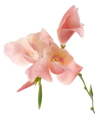 Gladiolus çiçekleri, Pembe gladiolus beyaz arka planda soyutlanmış bir dalda çiçek açıyor, kırpma yolu ile                    