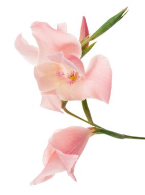 Gladiolus çiçekleri, Pembe gladiolus beyaz arka planda soyutlanmış bir dalda çiçek açıyor, kırpma yolu ile                    