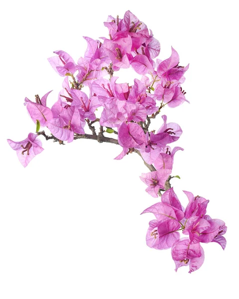 Bougainvillea çiçeği, Paperflower, Pembe Bougainvillea çiçeği beyaz arka planda izole edilmiş, kırpma yolu ile