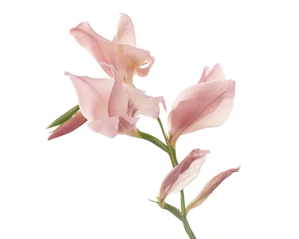 Gladiolus flowers, Pink gladiolus blooming on branch isolated on white background, with clipping path
