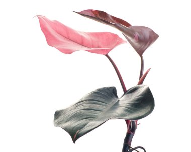 Philodendron Pembe Prenses bitkisi, Philodendron Erubescens yaprakları, beyaz arka planda izole, kırpma yolu ile