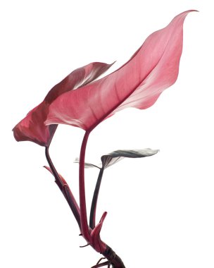 Philodendron Pembe Prenses bitkisi, Philodendron Erubescens yaprakları, beyaz arka planda izole, kırpma yolu ile
