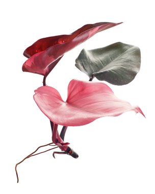 Philodendron Pembe Prenses bitkisi, Philodendron Erubescens yaprakları, beyaz arka planda izole, kırpma yolu ile