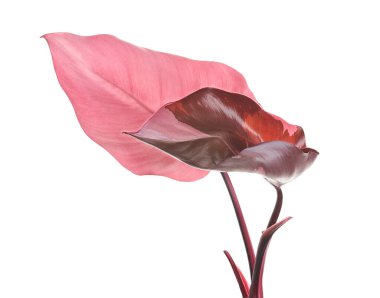 Philodendron Pembe Prenses bitkisi, Philodendron Erubescens yaprakları, beyaz arka planda izole, kırpma yolu ile                          