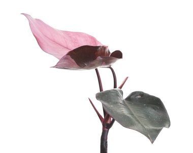 Philodendron Pembe Prenses bitkisi, Philodendron Erubescens yaprakları, beyaz arka planda izole, kırpma yolu ile                          
