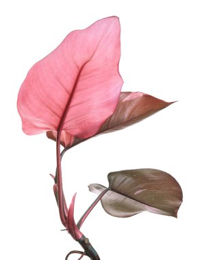 Philodendron Pembe Prenses bitkisi, Philodendron Erubescens yaprakları, beyaz arka planda izole, kırpma yolu ile                          