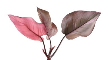 Philodendron Pembe Prenses bitkisi, Philodendron Erubescens yaprakları, beyaz arka planda izole, kırpma yolu ile                          