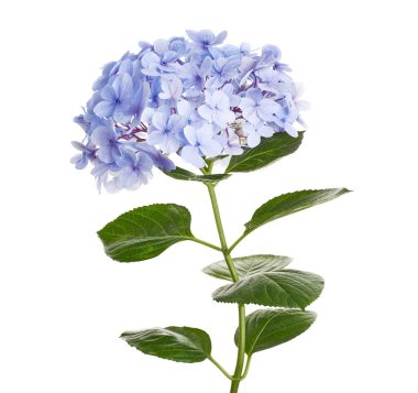 Ortanca çiçeği, ortanca makrofilla, beyaz arka planda izole edilmiş, kırpma yolu ile                          