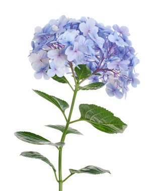 Ortanca çiçeği, ortanca makrofilla, beyaz arka planda izole edilmiş, kırpma yolu ile                          