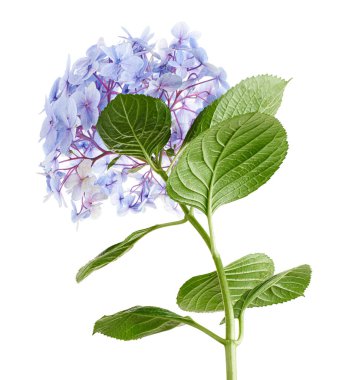 Ortanca çiçeği, ortanca makrofilla, beyaz arka planda izole edilmiş, kırpma yolu ile                          