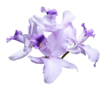 Cattleya Orkideleri, Violet Orkideleri beyaz arka planda izole edilmiş, kırpma yolu ile