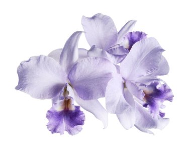 Cattleya Orkideleri, Violet Orkideleri beyaz arka planda izole edilmiş, kırpma yolu ile