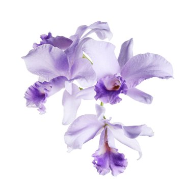 Cattleya Orkideleri, Violet Orkideleri beyaz arka planda izole edilmiş, kırpma yolu ile