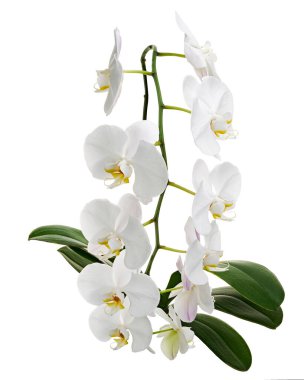 White Phalaenopsis Orchid, Moth Orchids isolated on white background, with clipping path                           clipart