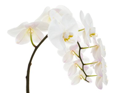 Beyaz falaenopsis orkidesi, beyaz arkaplanda izole edilmiş güve orkideleri, kırpma yolu ile                          