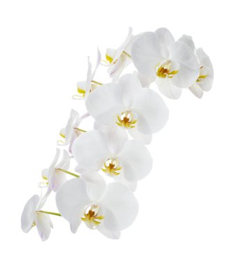 Beyaz falaenopsis orkidesi, beyaz arkaplanda izole edilmiş güve orkideleri, kırpma yolu ile                          