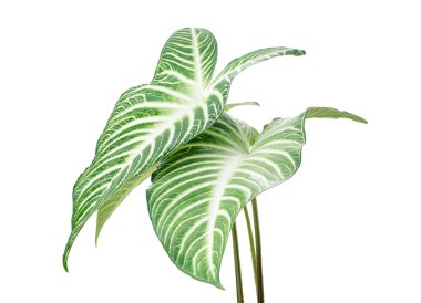 Xanthosoma Lindenii yaprağı, Caladium Lindenii yaprakları beyaz arka planda izole edilmiş, kırpma yolu ile