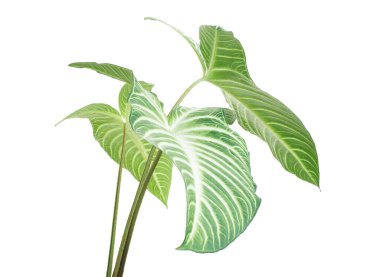 Xanthosoma Lindenii yaprağı, Caladium Lindenii yaprakları beyaz arka planda izole edilmiş, kırpma yolu ile