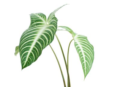 Xanthosoma Lindenii leaf, Caladium Lindenii foliage isolated on white background, with clipping path clipart