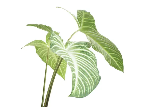 stock image Xanthosoma Lindenii leaf, Caladium Lindenii foliage isolated on white background, with clipping path