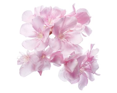 Neryum zakkum, pembe zakkum çiçekleri kesme yolu ile beyaz arka planda izole edilmiş 