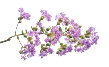 Mor Krep mersin çiçekleri, Lagerstroemia indica, Mor çiçekler beyaz arka planda izole edilmiş, kırpma yolu ile                  