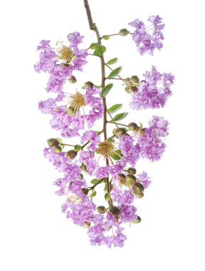 Mor Krep mersin çiçekleri, Lagerstroemia indica, Mor çiçekler beyaz arka planda izole edilmiş, kırpma yolu ile                  