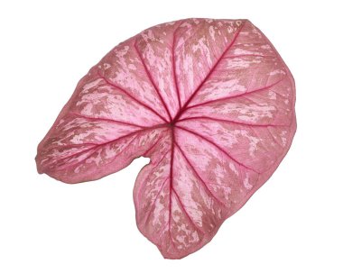 Caladium bicolor yaprağı ya da Yaprak Bitkileri Kraliçesi, beyaz arka planda izole edilmiş iki renkli yaprak, kırpma yolu                             