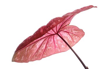 Caladium bicolor yaprağı ya da Yaprak Bitkileri Kraliçesi, beyaz arka planda izole edilmiş iki renkli yaprak, kırpma yolu                             